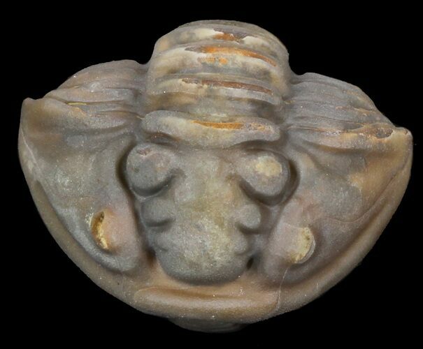 Enrolled Flexicalymene Trilobite - Ohio #45053